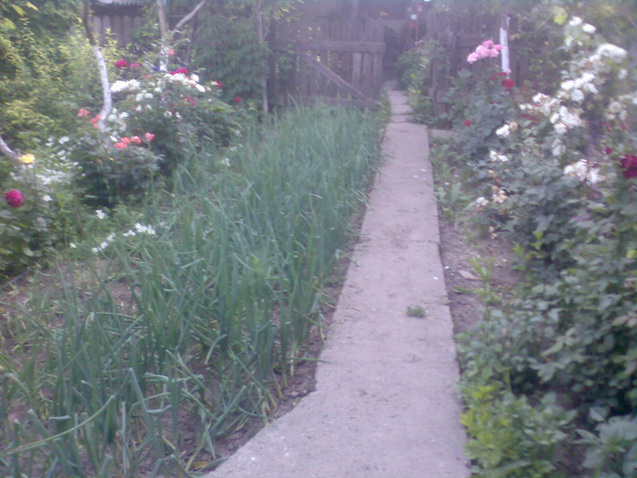 16.06.2011 - gradina2011