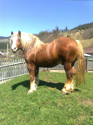 34316422_ONXFGUJAA[1]