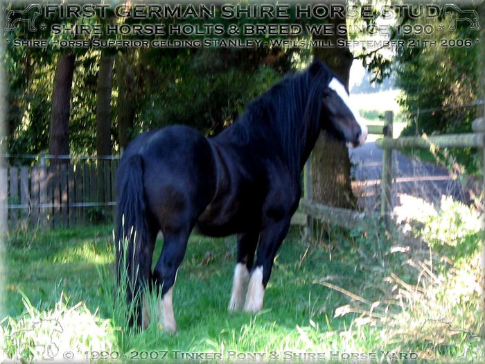 Shire%20Horse%20Wallach%20Kraemers%20Muehle%20Stanley%2021.09.2006-66[1]