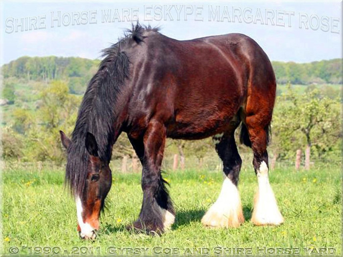 Shire_Horse_mare_Eskype_Margaret_Rose_20_April_2007_12[1]