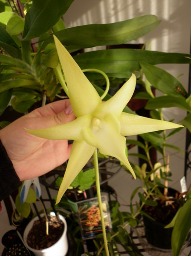 16.06.11 - Angraecum sesquipedale