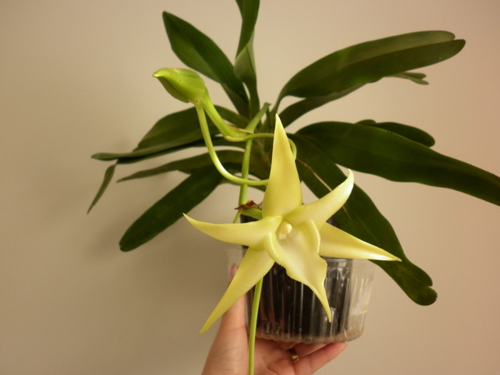 16.06.11 - Angraecum sesquipedale