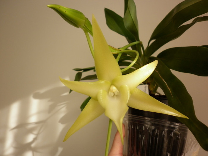 16.06.11 - Angraecum sesquipedale