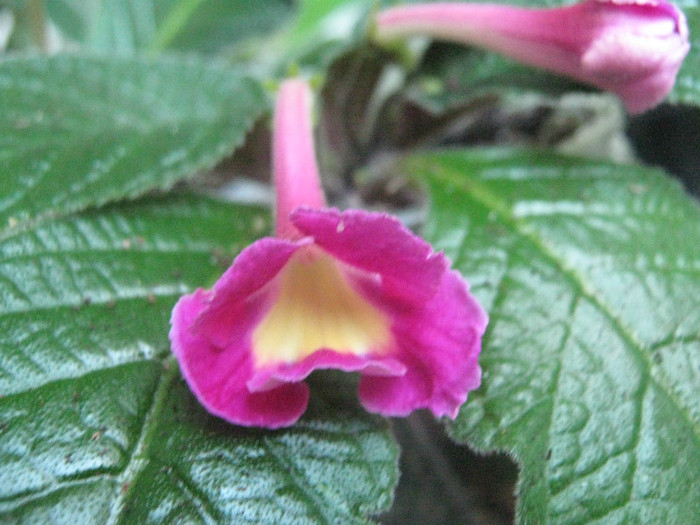  - streptocarpus Bristol s Lipstik