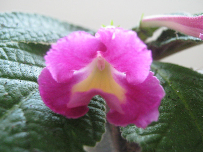  - streptocarpus Bristol s Lipstik