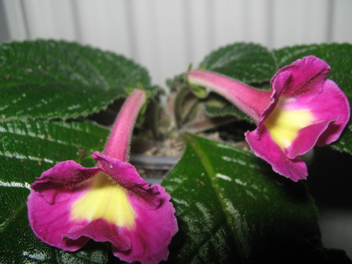  - streptocarpus Bristol s Lipstik