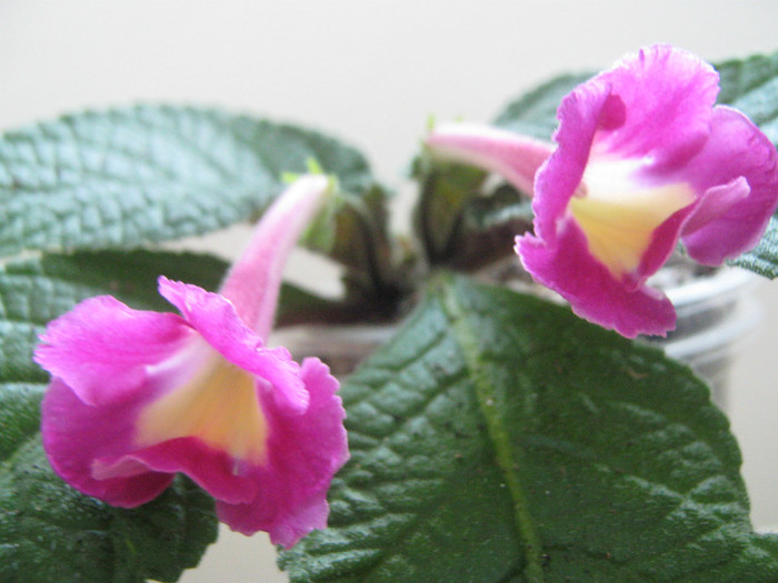  - streptocarpus Bristol s Lipstik