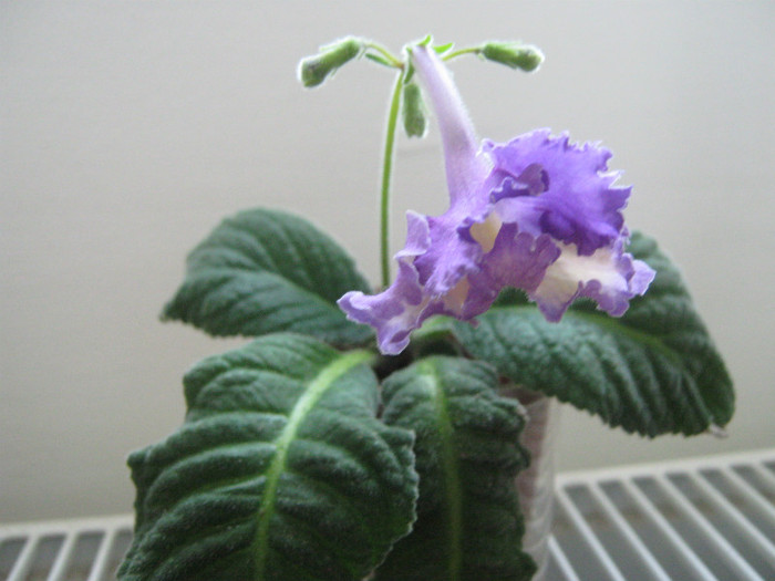  - streptocarpus Silvia