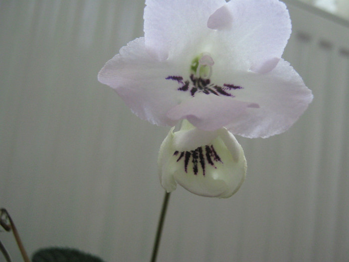  - streptocarpus Winter Mint