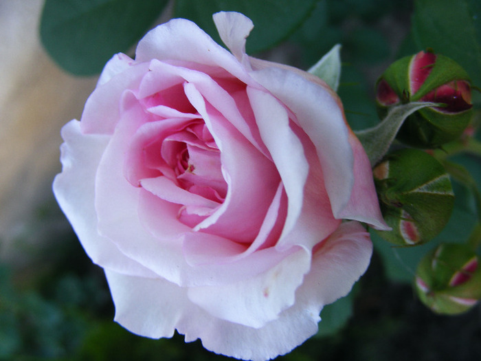 JAMES GALAWAY-climber