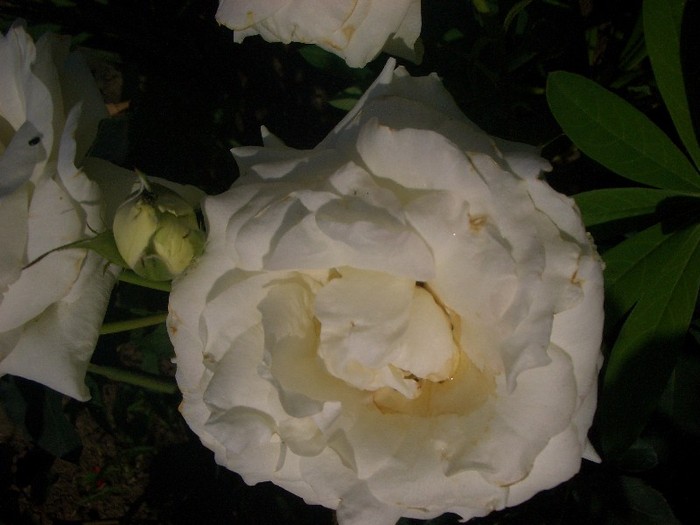 CIMG3795 - trandafiri 2011