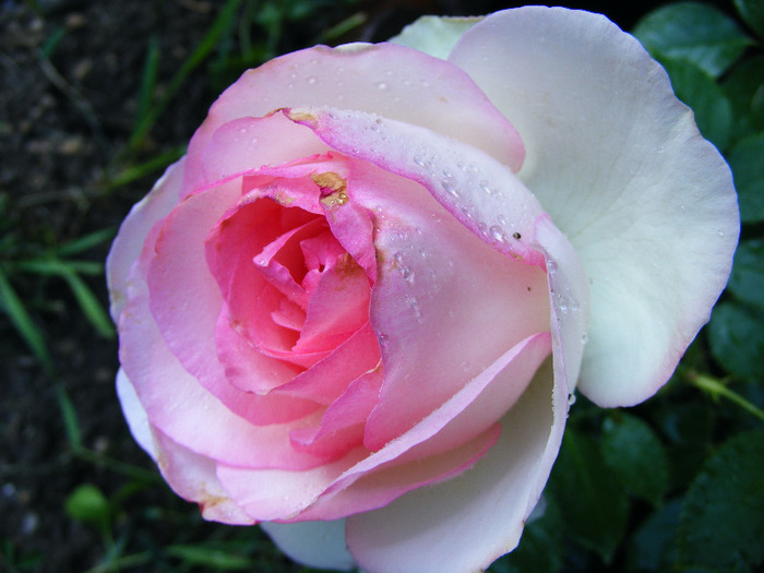 PIERRE DE RONSARD(EDEN ROSE)