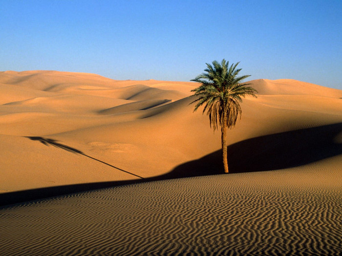 lone_palm_sahara_desert