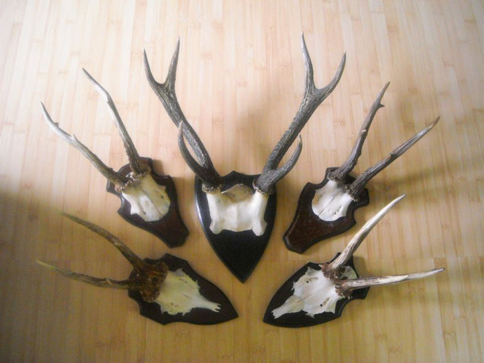 Cinci trofee pentru decor rustic_675 de lei