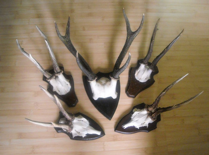 Cinci trofee pentru decor rustic_675 de lei - Seturi de trofee pentru decoruri rustice în vile și pensiuni