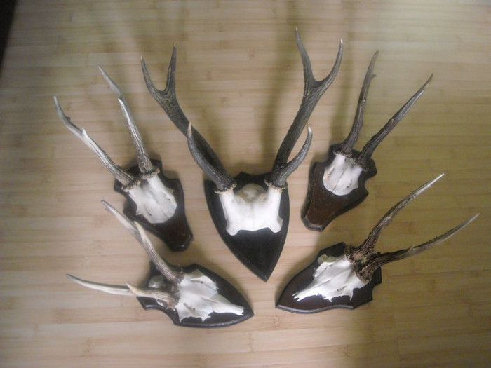 Cinci trofee pentru decor rustic_675 de lei