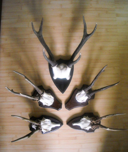 Cinci trofee pentru decor rustic_675 de lei - Seturi de trofee pentru decoruri rustice în vile și pensiuni