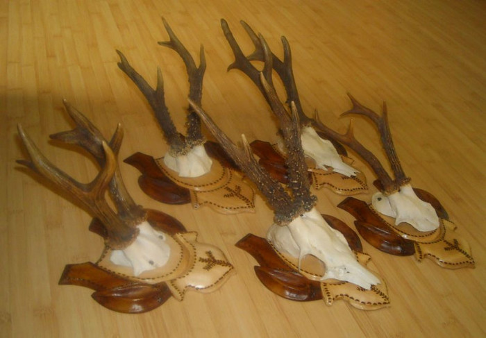 Cinci capriori frumosi pe panoplii sculptate_850 de lei