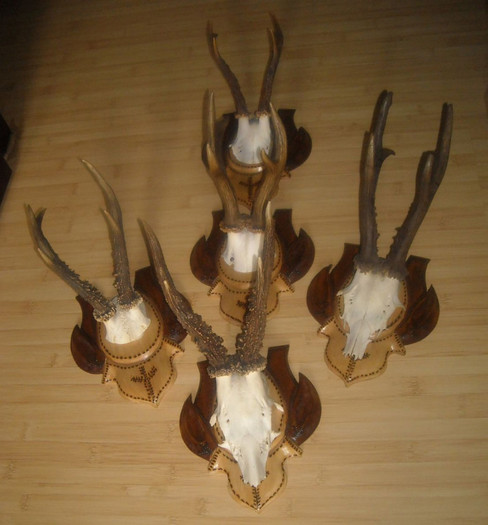 Cinci capriori frumosi pe panoplii sculptate_850 de lei