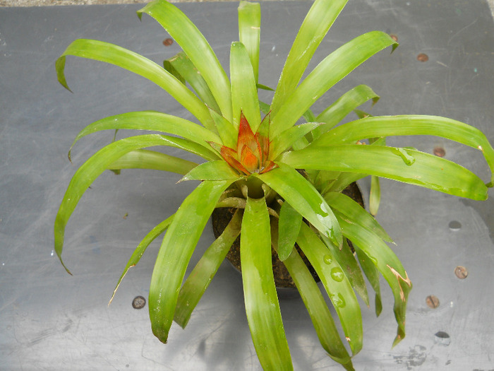 DSCN1752 - guzmania