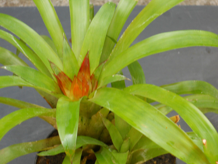 DSCN1756 - guzmania