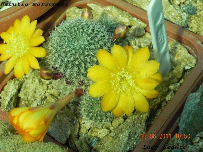 Rebutia marsoneri 2 - cactusi 2011
