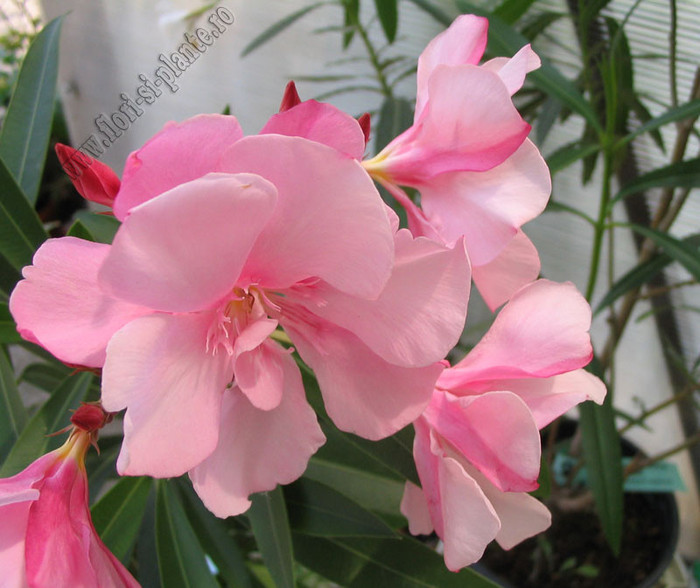 Leandru Smell the summer 6 - Leandru - Oleandru I