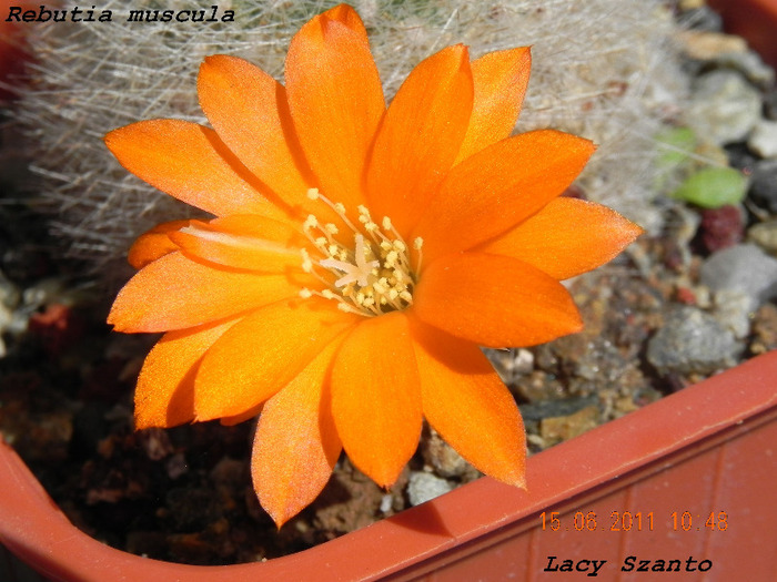 Rebutia muscula - cactusi 2011