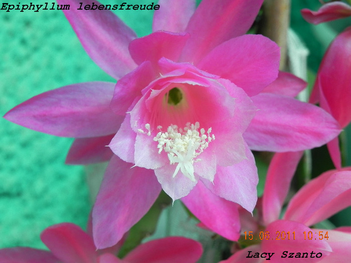 Epiphyllum lebensfreude - cactusi 2011