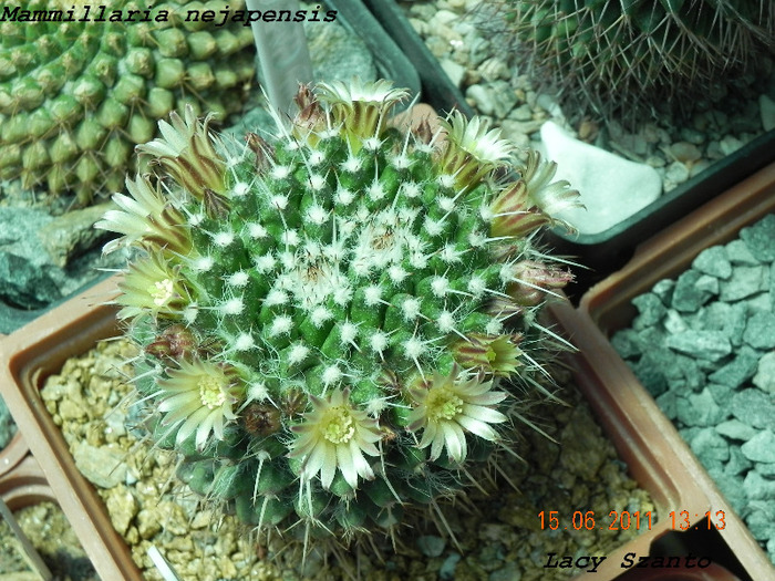 Mammillaria nejapensis - cactusi 2011