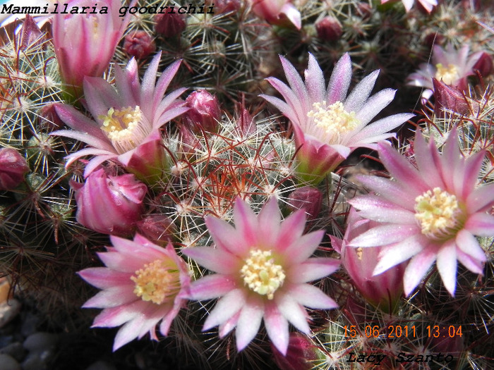 Mammillaria goodrichii - cactusi 2011