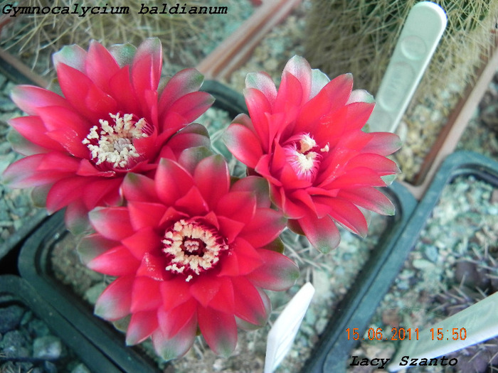 Gymnocalycium baldianum - cactusi 2011