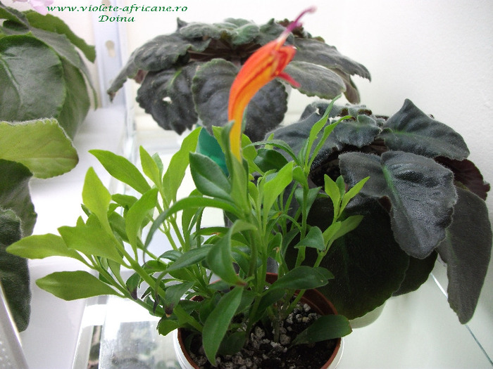 DSCF0439 - Aeschynanthus