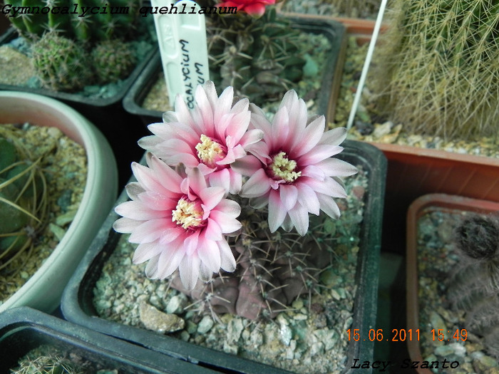 Gymnocalycium quehlianum - cactusi 2011