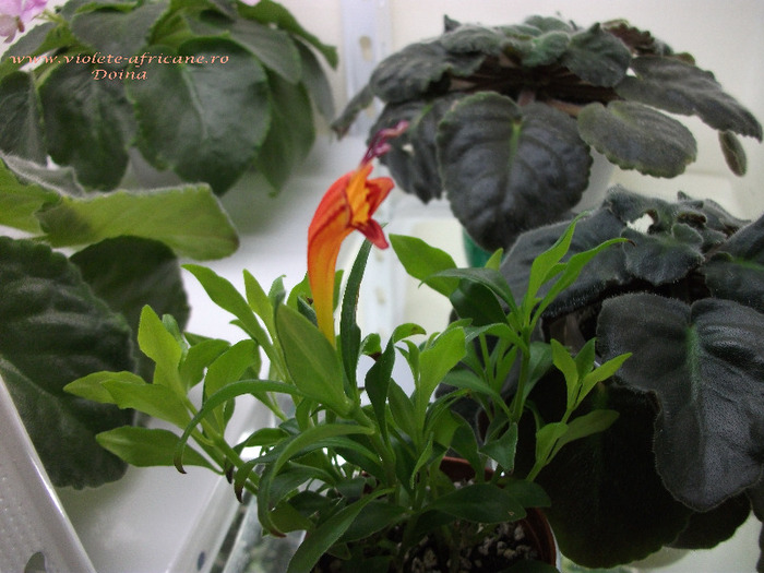 DSCF0440 - Aeschynanthus