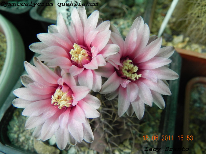 Gymnocalycium quehlianum - cactusi 2011