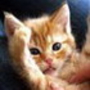 Calmeaza-te doar am spart vaza si am zgariat perdeaua!Sper.