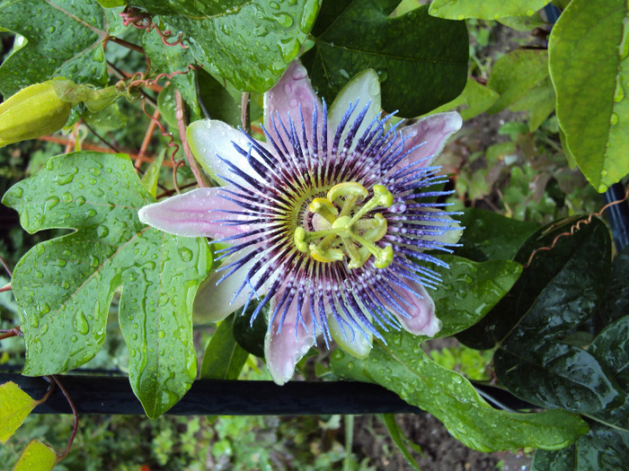 passiflora alatocaerulea - Passiflora