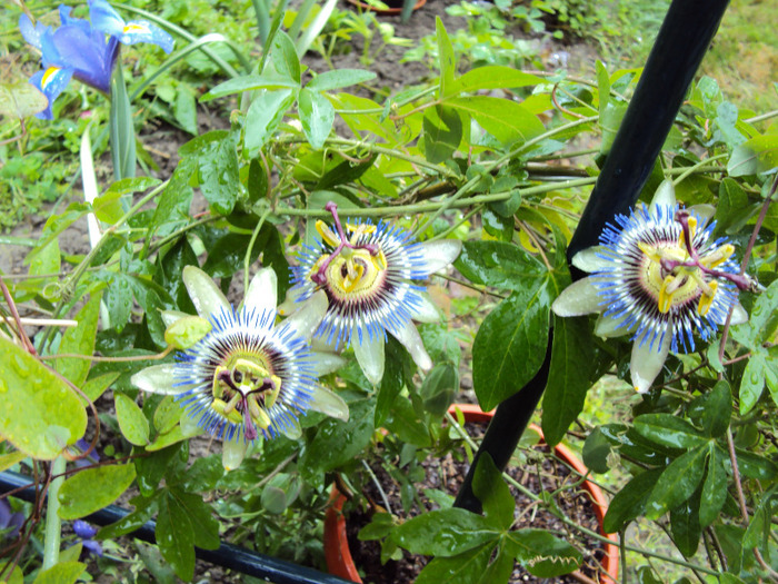 passiflora caerulea - Passiflora