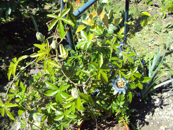 DSC02025 - Passiflora