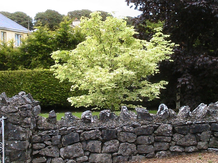 UN POM CU FRUNZE ALBE.