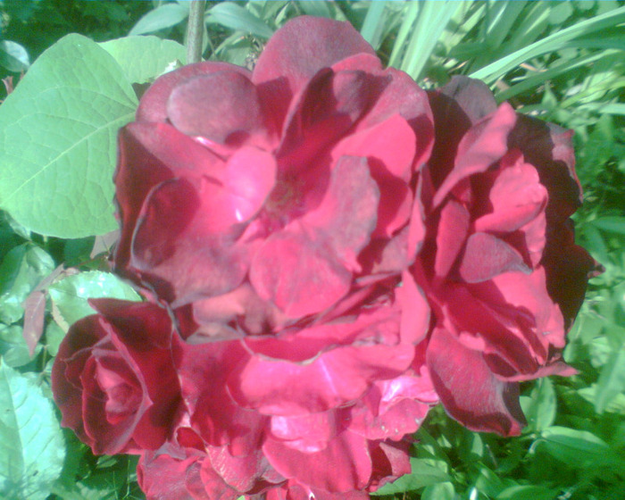 Picture 201 - Trandafirii mei 2011