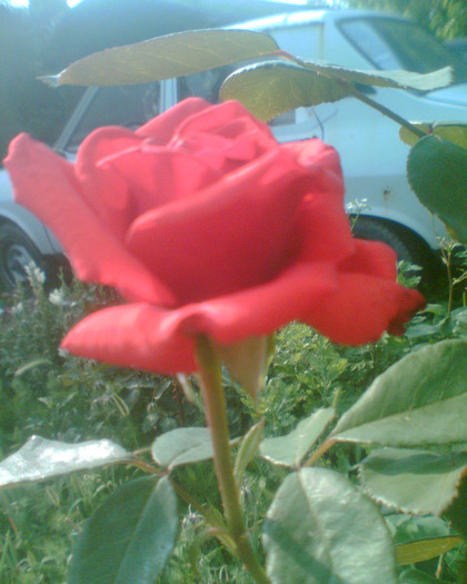 Picture 207 - Trandafirii mei 2011