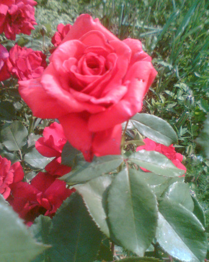 Picture 206 - Trandafirii mei 2011