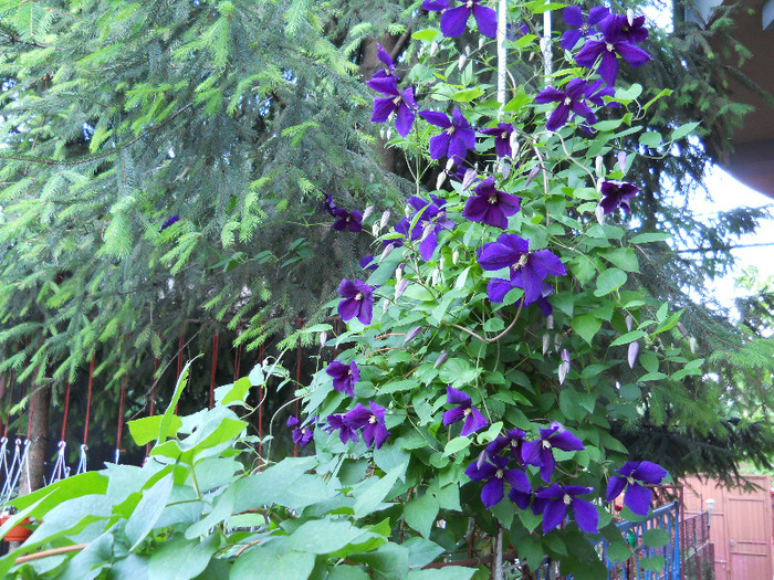 clematis in brad! - flori gradina 2011