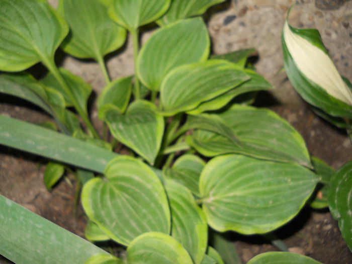 alta hosta - flori gradina 2011