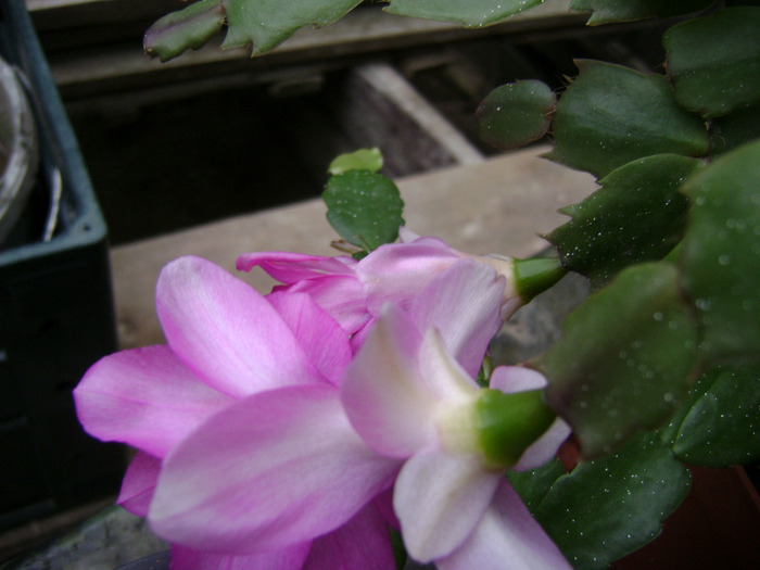 DSC06563 - SCHLUMBERGERA 2011