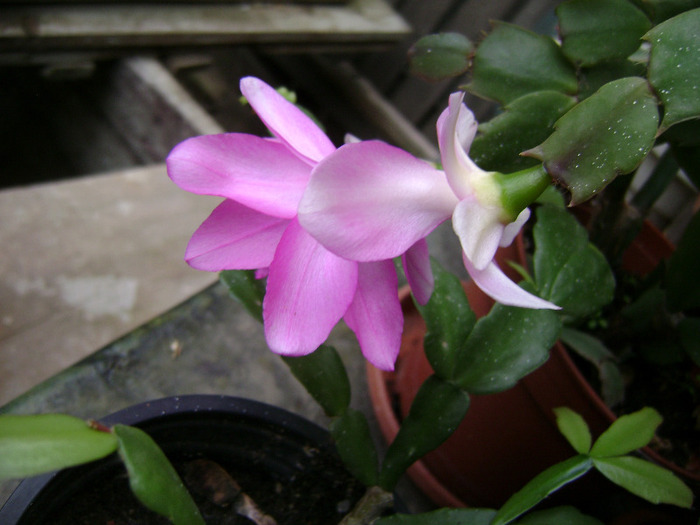 DSC06564 - SCHLUMBERGERA 2011