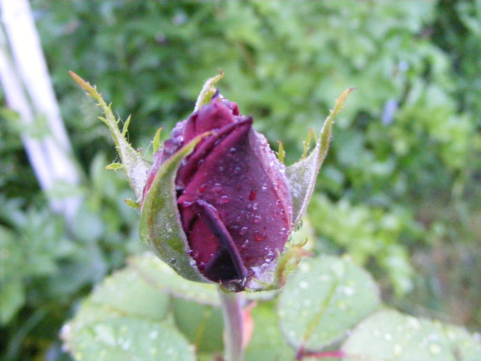 Dame de Coeur - Trandafiri 2011