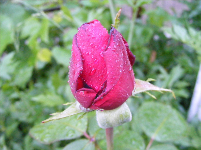 Dame de Coeur - Trandafiri 2011